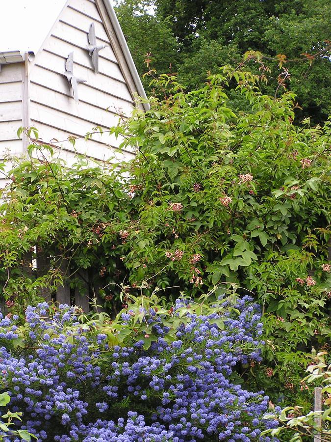 Lemonade Creek Cottages Lorne Buitenkant foto