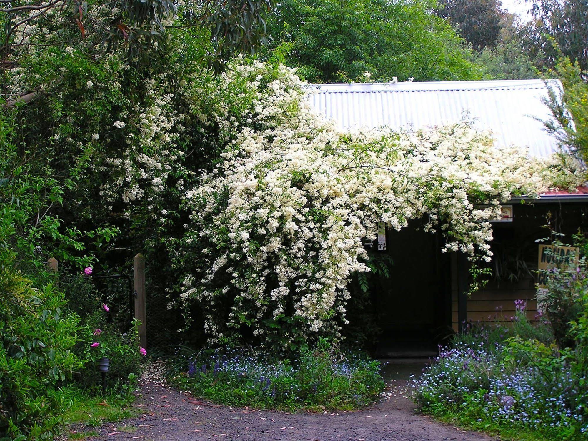 Lemonade Creek Cottages Lorne Buitenkant foto